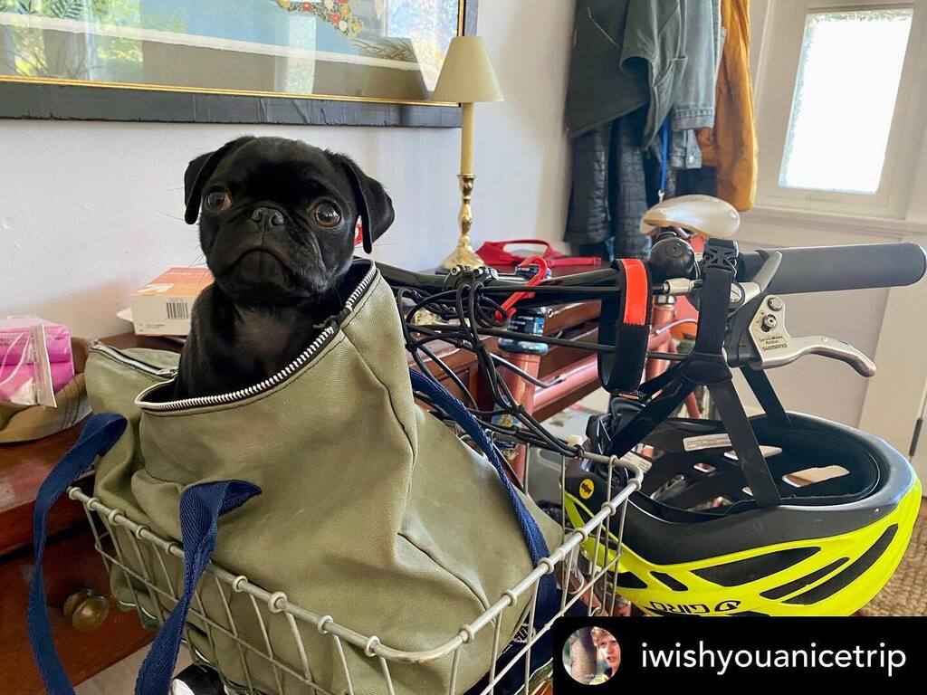 “Don’t say it, don’t say it…” 
#puglife 😾

Happy Saturday!

Posted <a href="/withregram/">Repost app</a> • @iwishyouanicetrip 04:23:22
San Diego 
2 Riders 

#iwishyouanicetrip instagr.am/p/CpYBK-Op9es/