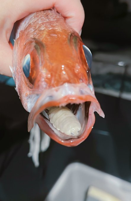 弟が誕生日祝いに釣ったノドグロくれたんだけど
とってもおめでたいものが入ってました 