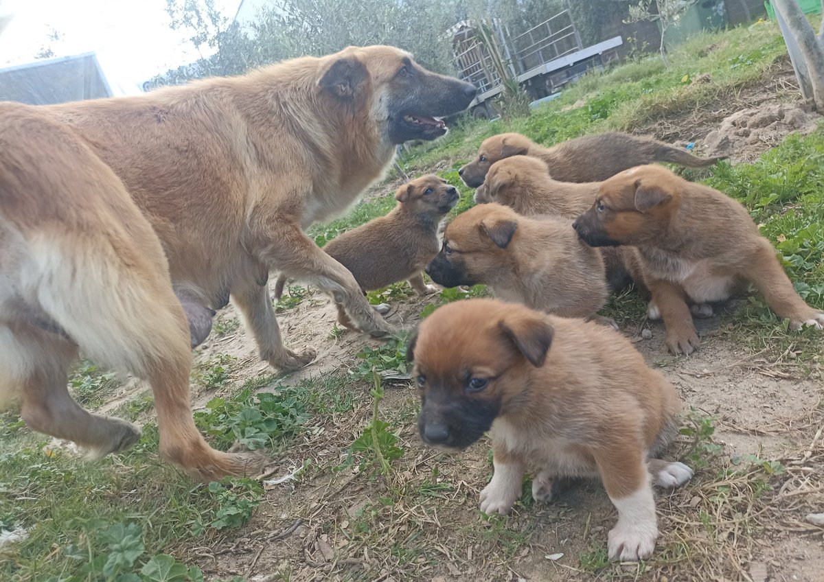 RescueCare's tweet photo. I feel really desperate for three days, and I am retweeting a request for help to provide food for the shelter. All animals,dogs and cats,are really in danger because of running out of food. I managed to collect $103, &amp; our goal is still far. We need $257.
https://t.co/z9EVWUykOD https://t.co/YbcC1frpff