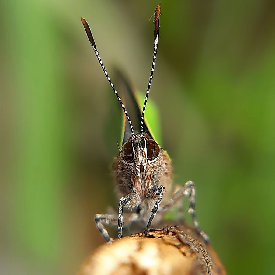 Cyanophrys herodotus (Lycaenidae)

As fotinhas do último ciclo. Absolutamente linda essa borboletinha.🥰