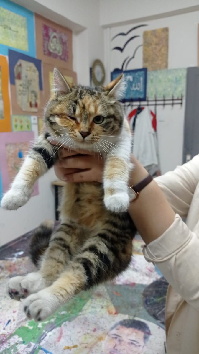 ACİL YUVA ‼️
▪️8 AYLIK
▪️DİŞİ
Bu güzel kıza kampüste kendi imkanlarımızla bakıyorduk ama  şuan kaldığı yerde daha fazla kalamaz çok uysal oyuncu uyumlu bir çocuk acil yuva arıyoruz ‼️
İletişim için dm 📩

#yuvaolhayatkurtar #nigde #niğdeüniversitesi #sahipsizlerinsahibiyiz