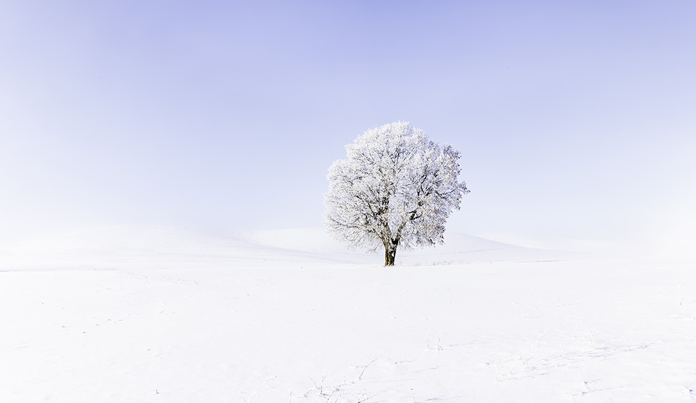 Fresh snow and Frozen fog mix to create an 'Alabaster Palouse'. Find it here : bit.ly/3kKDrCP #Ayearforart #Photographylovers #Palouse #Winter #Wallart #NaturePhotography #WashingtonStateBeauty