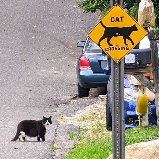DontShowYourCat's tweet photo. https://t.co/O5Rsr0C6R3