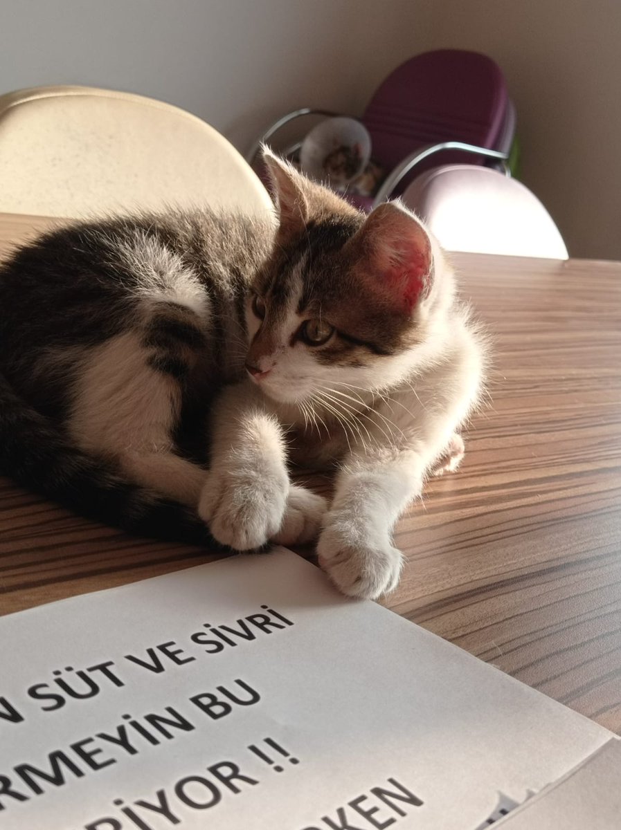 ‼️ACİL YUVA ‼️
▪️4 AYLIK
▪️ERKEK
Kampüste baktığımız bu bebeğe acil kalıcı yuva arıyoruz oldukça sevecen uyumlu bir çocuk takip şartı ile yuvalandırlacaktır.
İletişim için dm 📩
#yuvaolhayatkurtar #sahipsizlerinsahibiyiz #yaşamakgüzeldiryaşatmakdahagüzel #nigde