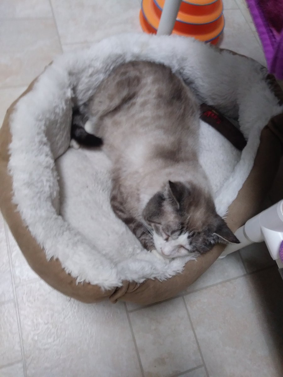 Melissa Altman-Traub (@melissatraubrd) on Twitter photo Ralphie...a sweet 8 year old looking for his forever home and family.
<a href="/CatTalesInc/">Cat Tales Inc.</a>
#catRDay Ralphie...a sweet 8 year old looking for his forever home and family.
<a href="/CatTalesInc/">Cat Tales Inc.</a>
#catRDay