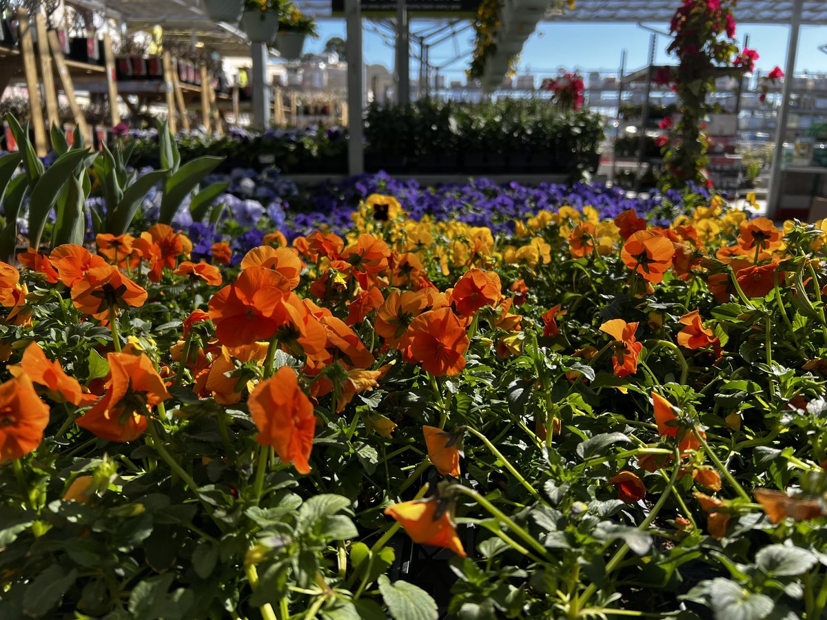 Kevin_Felix_'s tweet photo. I’d like to Thank all of my of my Garden team for all their hard work to ensure we are Spring READY! 🌵🤩 @Fuerstenberg15 @krys_ann88 @DianaSundermann @g_bobberkingz @OscarM_8523 @Dalton8523 https://t.co/7bq20dja9j