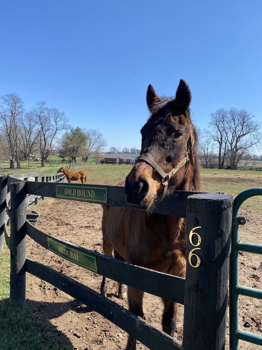 Gold Round enjoying the sun after yesterday’s storms <a href="/Oldfriendsfarm/">Old Friends</a> <a href="/Fijithegreat/">Jaime Roth</a>