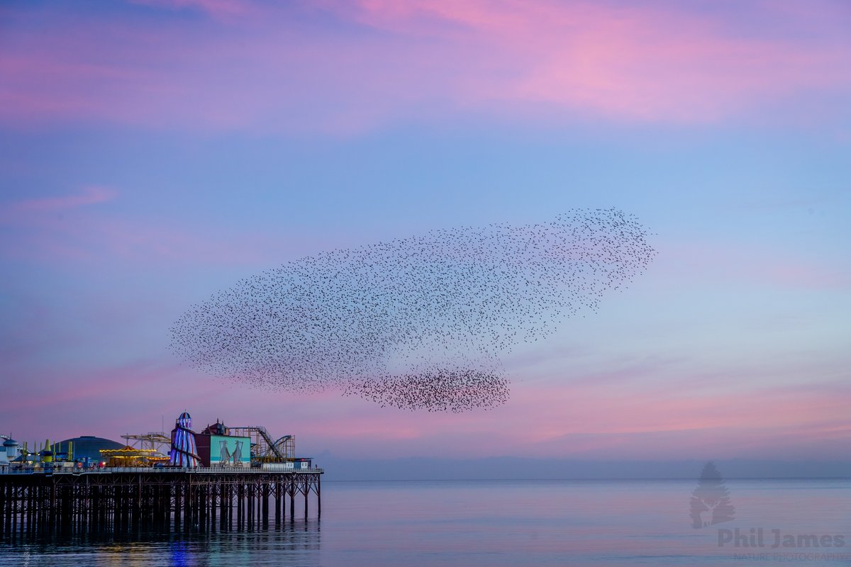 musicalbirder94's tweet image. Wonderful pink hues made for an attractive sky to accompany some lovely choreography above Brighton pier last month 📷🤩 #starling #murmuration #wildlifephotography

@UkStarlings @Natures_Voice @ThePhotoHour @BrightonHoveCC @Love_Brighton