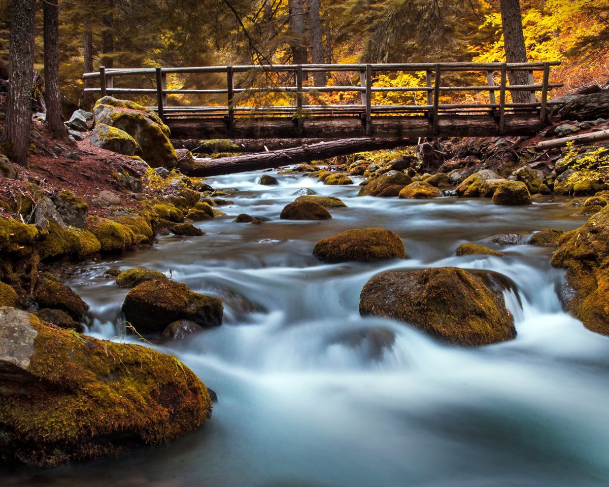 ForestServiceNW's tweet photo. “To walk into nature is to witness a thousand miracles.”

—Mary Davis https://t.co/1EASPs0xBP