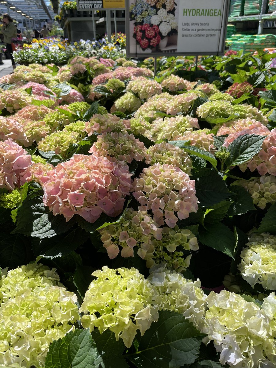 Marty Harris (@martyatlga) on Twitter photo Spring is here at 6986 Buckhead Garden Center shop with Marty blooming hydrangeas calla lily Anemone deliveries, arriving daily@kelly_mayhall <a href="/ShawnDDavis/">Shawn Davis</a> <a href="/MarkCoxHD/">Mark Cox</a> <a href="/freddyplants/">Fplants</a> <a href="/philp_scott/">Scott Philp</a> Spring is here at 6986 Buckhead Garden Center shop with Marty blooming hydrangeas calla lily Anemone deliveries, arriving daily@kelly_mayhall <a href="/ShawnDDavis/">Shawn Davis</a> <a href="/MarkCoxHD/">Mark Cox</a> <a href="/freddyplants/">Fplants</a> <a href="/philp_scott/">Scott Philp</a>