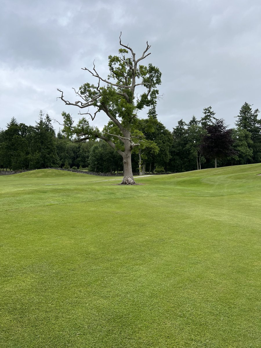 Irish Amateur golf info tweet media