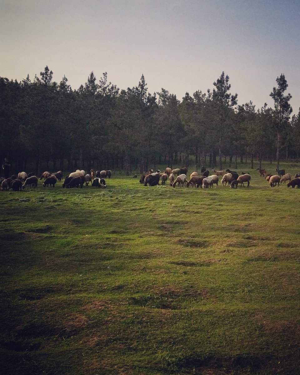 evill_22's tweet photo. یه گوشه از زیبایی شمالمون رو ببینین:) https://t.co/57DgfP5mMV