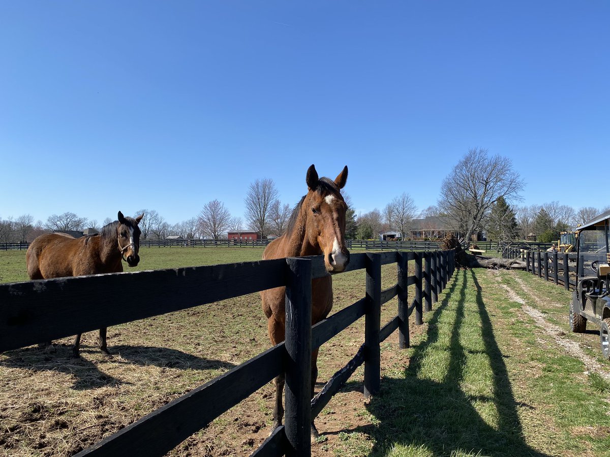 Laura Battles (@battles_laura) on Twitter photo Paddy O’Prodigy and Signalman claim to have no clue how their tree got pushed in their neighbors’ paddock <a href="/Oldfriendsfarm/">Old Friends</a> last night #just innocentbystanders Paddy O’Prodigy and Signalman claim to have no clue how their tree got pushed in their neighbors’ paddock <a href="/Oldfriendsfarm/">Old Friends</a> last night #just innocentbystanders