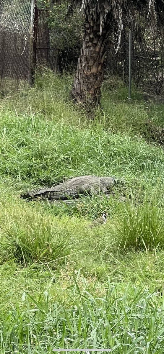 Greetings to all on the occasion of #WorldWildlifeDay!
#PartnershipsforConservation #TogetherAgainstWildlifeCrime
#WWD2023

Delighted to visit VAN VIHAR Bhopal today …

Our wildlife 
is 
Our wide life 🙏

#GOODNIGHTINDIA 🇮🇳

@narendramodi 
@mygovindia 
@mygovindia