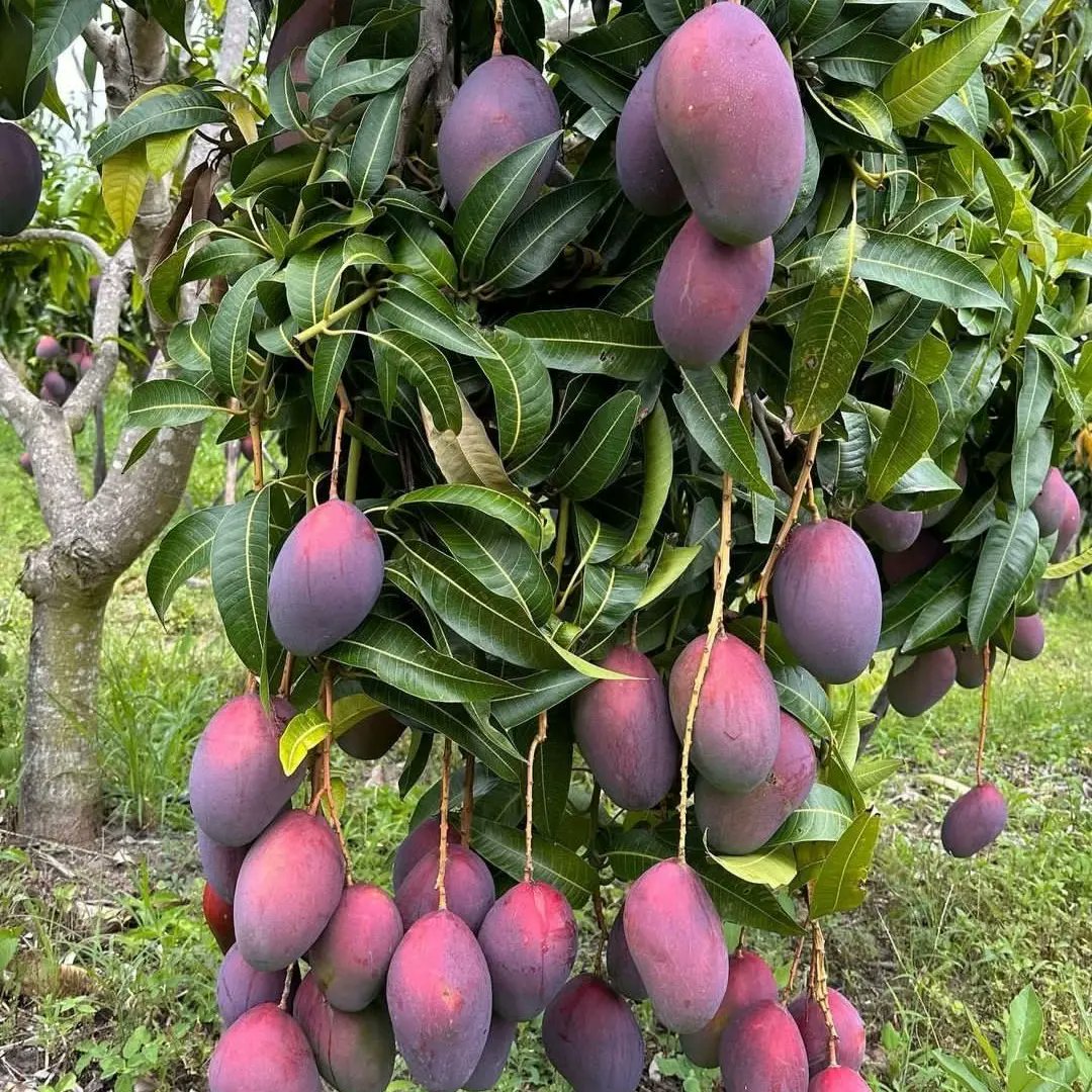 "Planting fruit seedlings during the rainy season is like giving them a