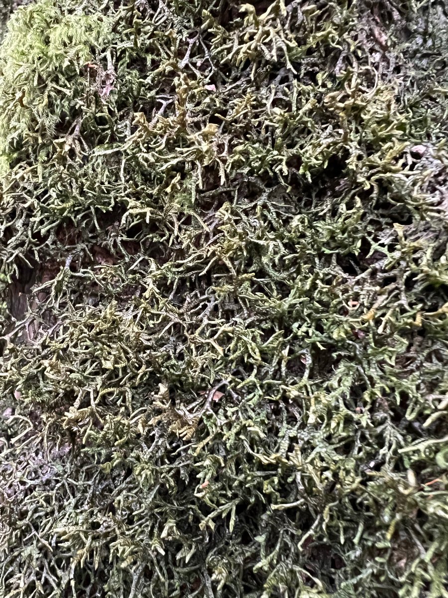 A great Irish Bryophyte Group meeting to Deputy's Pass, Co. Wicklow  today - delighted to have Professor Daniel Kelly join us. Find of the day was Porella arboris-vitae by @BlackthornEcol  - first record in the east of Ireland since 1975. And we even found some stubble.