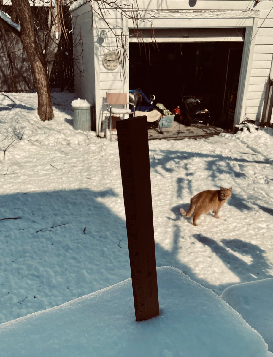 marblesays's tweet photo. @TeddyB_cat @jen_williams That’s me Teds, on da scene #weatherreportcat! 😸
6in snow measured here❄️ https://t.co/a6Dokv6bam