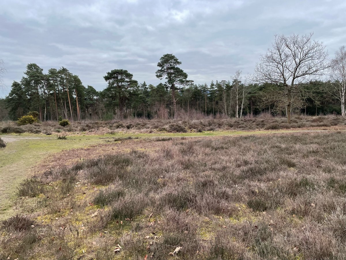 EVinfoUK's tweet photo. Good walk today in the wilds of Sussex.  Image taken as requested by Sussex Wildlife Trust. #SWTPhotoPosts https://t.co/GASLugcKy6
