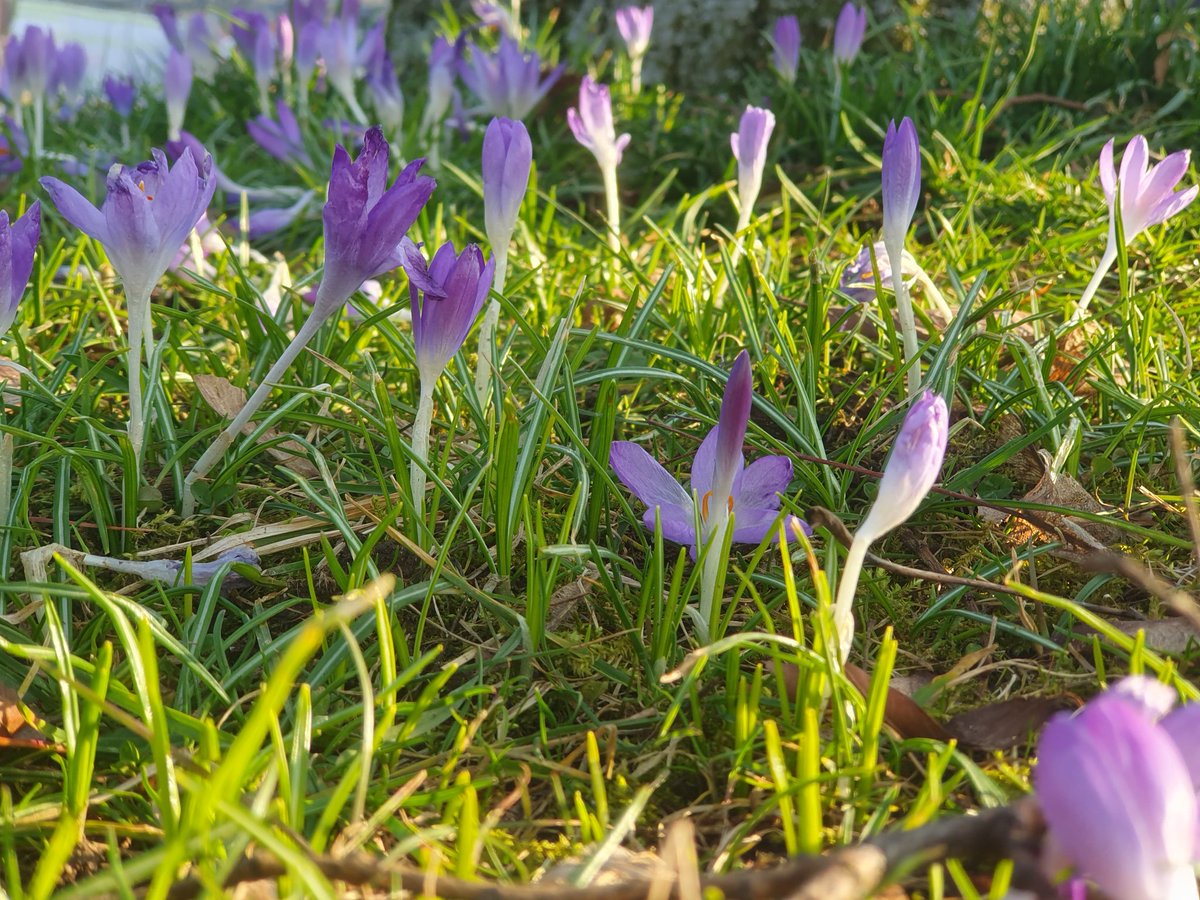 Celtoi_eV's tweet photo. Viel #Segen für den kommenden #Frühling und das Wohlwollen von #Rosmerta, #Meduana, #Cernunnos sowie allen anderen #Devoi und #Andedoi. Dazu den festen Schulterschluss der #Ahnen und Freunde wünschen die #Celtoi! https://t.co/d4u5OXkOF0