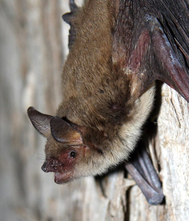 This #baturday we are introducing the Myotis velifer that is commonly called Cave Myotis. 

Check out our Instagram to know more:instagram.com/p/CpYGN4-Psg_/…

Photo Credits: Jason Penney