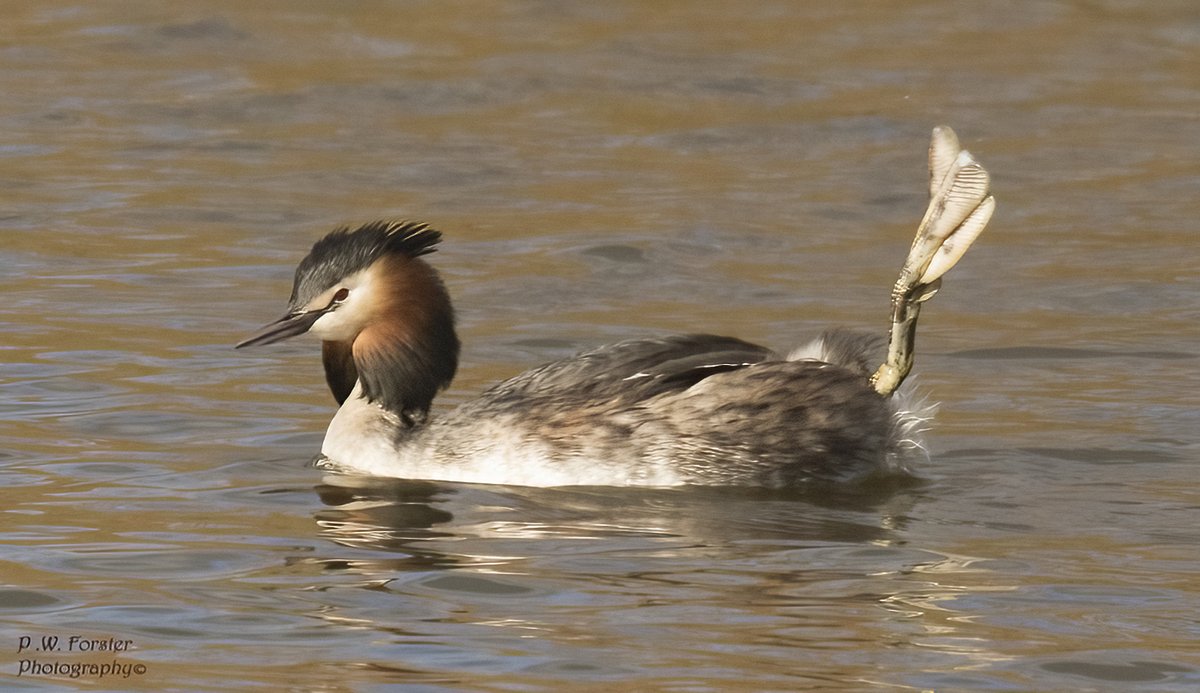 paul230156's tweet photo. G C Greab waving, recent, local Pond 
@teesbirds1 @WhitbyNats @WildlifeMag @Natures_Voice @wildlife @ynuorg @clevelandbirds @teeswildlife @TeesCoast @DurhamBirdClub @TeesmouthNNR @RSPBSaltholme @YWT_North @WILDFOWLMag #Ducks #7DM11 https://t.co/IFEM2sdTae