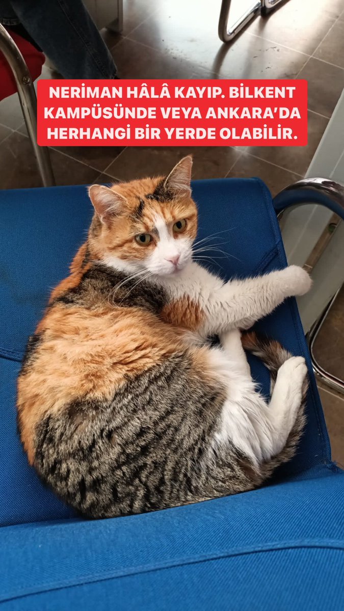 ‼️ NERİMAN HÂLÂ KAYIP ‼️

Fen fakültesi kedimiz Neriman’ı 2-3 aydır göremiyoruz. Maalesef #Bilkent kampüsünde aramamıza ve ilan paylaşmamıza rağmen bulamadık. Bir ihtimal kampüs dışında bir yere bırakılmış olabileceğini düşünüyoruz, #Ankara’da herhangi bir yerde olabilir.

#kayıp