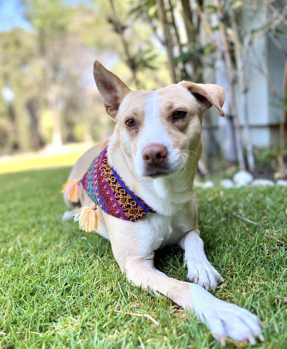 Comparto texto y fotos de @karinalf14: Zoe es una linda perrita, sociable con personas y otros perros. Fue rescatada hace 7 meses del periférico en la ciudad de puebla. Tiene una discapacidad en su patita izquierda pues cuando fue encontrada tenia una fractura de meses que