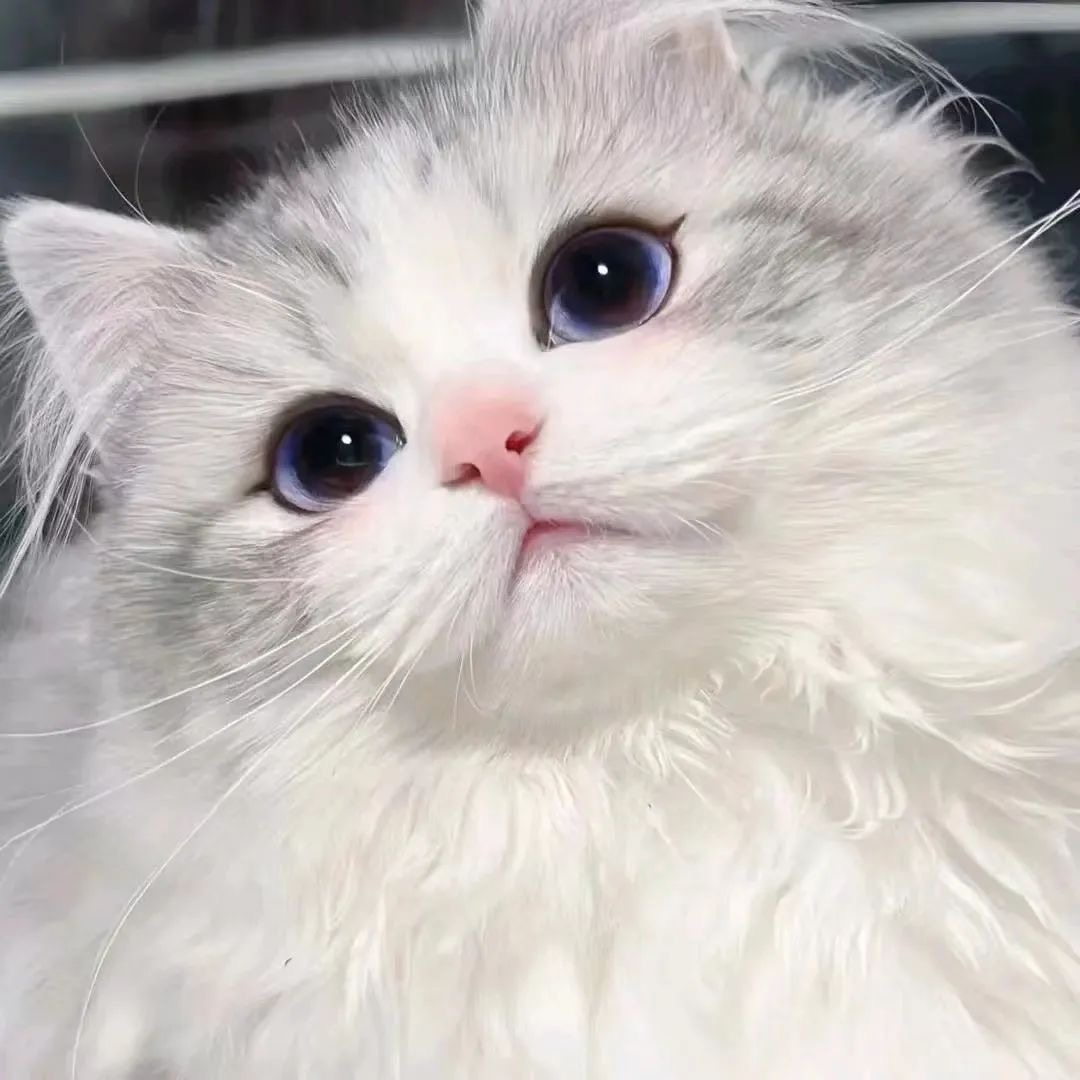 Me_ow_CatPower's tweet photo. " Truly beauty~"

#cat #kitty #meow #kitten #catlover #pet #animal #kat #kittycat #catoftheday #MeowCatPower #Caturday #CatsOfTwitter #CuteCats #Catholic #catshop #catphoto #catimage #catpaw #paw #catphotography #catgram https://t.co/mc521H6rGI