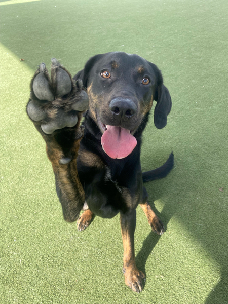 #Dog #Brock_CCSTCA_03 I love giving high fives :D https://t.co/ROIGEkQh9z https://t.co/VpxuOrGGu3