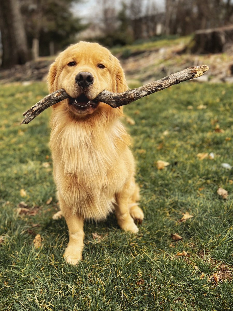 Archie_Ventures's tweet photo. Found the best stick! #outdooradventures https://t.co/R2CsxwzdoP