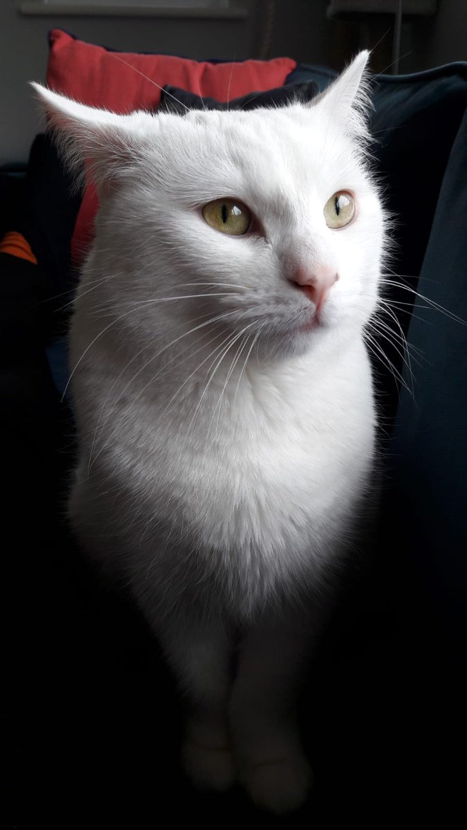 Away for a long weekend, and enjoying frequent and vital updates from home about this adorable little clown