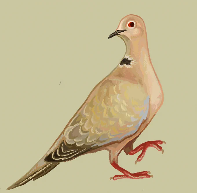 Art from 2019 (left) and 2023 (right)This less of an improvement/got worse post (because idk which one it is yet lol) and more of me being a ride or die Collared Dove fan 
