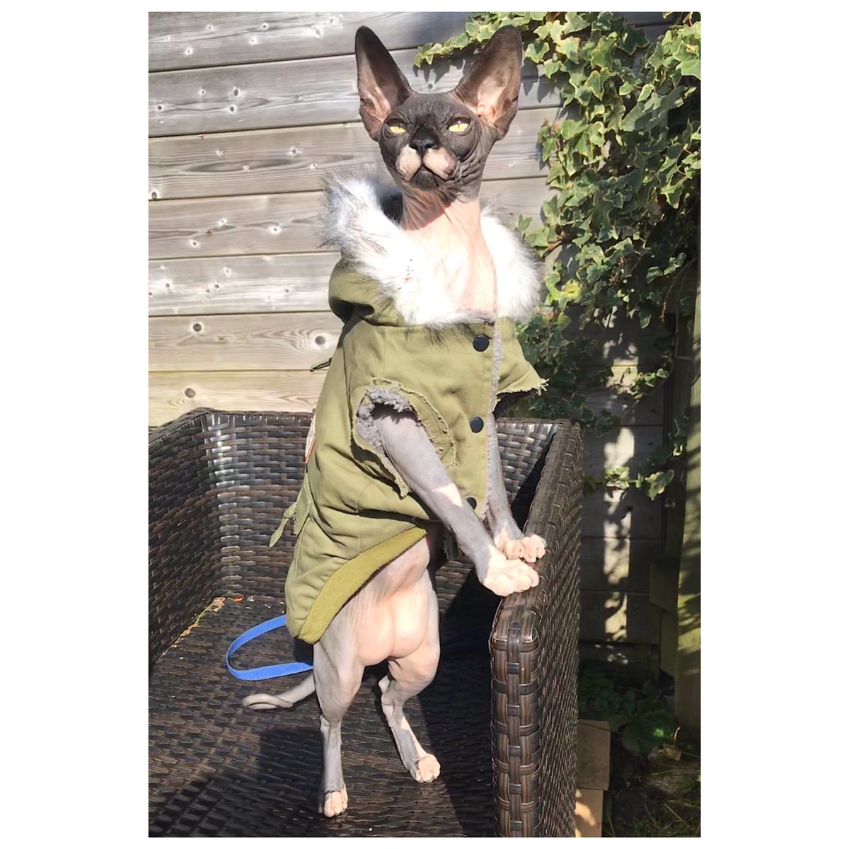 To Mr <a href="/liamgallagher/">Liam Gallagher</a> there’s a new Cat in Town. #LiamGallagher #Manchester #Manc #Oasis #mods #parka #CatsOfTwitter