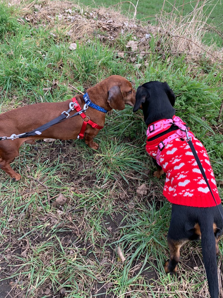 From a wet market in China, to London Heathrow, to Amersham…Bruno has found his safe space on a sofa in Durham

All thanks to the magic of <a href="/DMTDRSG/">Dog Meat Trade Dachshund Rescue & Support Group</a> in bringing him over! 

Hopefully he’s going to like it here with me, <a href="/a_garthwaite/">Ashley Garthwaite</a> (and Versace the dachshund!)

#dachshund #dogs