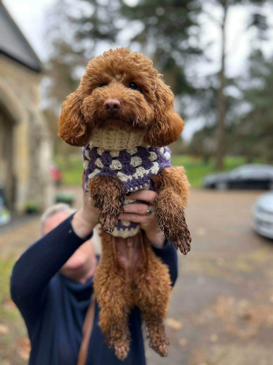 susiLong2's tweet photo. @SarahBlanketeer 

Welcome to Colchester Blanketeers our dear little Frank we have elected Frank to be our Lucky Mascot he is absolutely Gorgeous and we are lucky to have him such a little Star xxxx https://t.co/QyCqguHM5Q