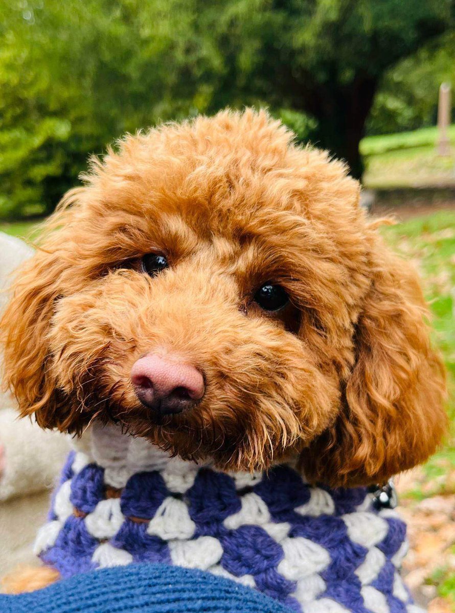 susiLong2's tweet photo. @SarahBlanketeer 

Welcome to Colchester Blanketeers our dear little Frank we have elected Frank to be our Lucky Mascot he is absolutely Gorgeous and we are lucky to have him such a little Star xxxx https://t.co/QyCqguHM5Q