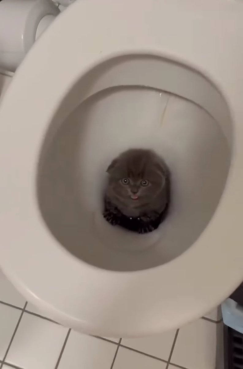 Benim kedii bok yoluna gitti