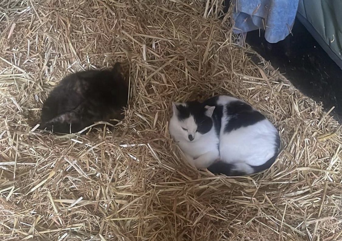 Aldersbrook_horseandponies_ tweet media