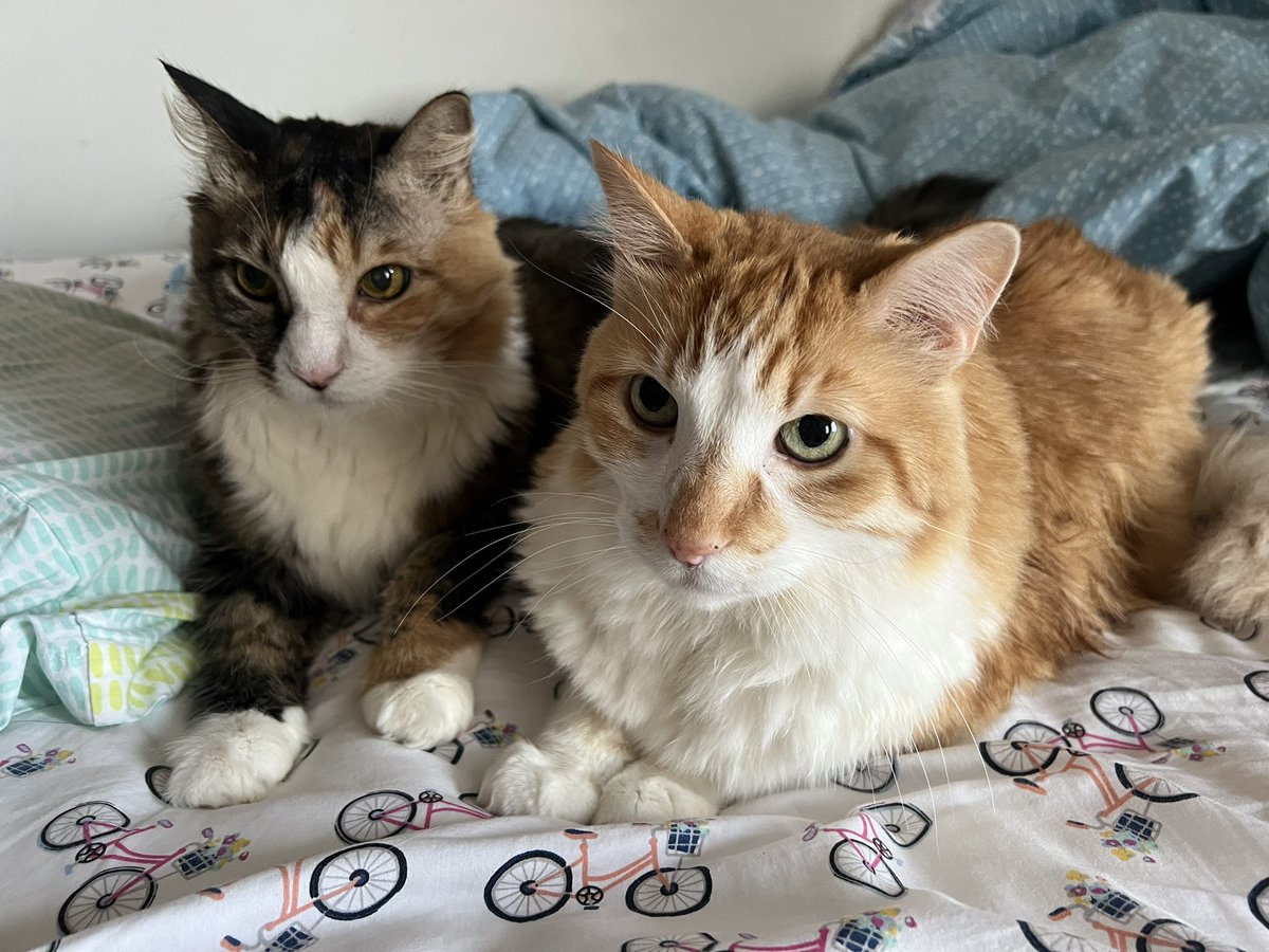 hiro (the orange cat) tweet media