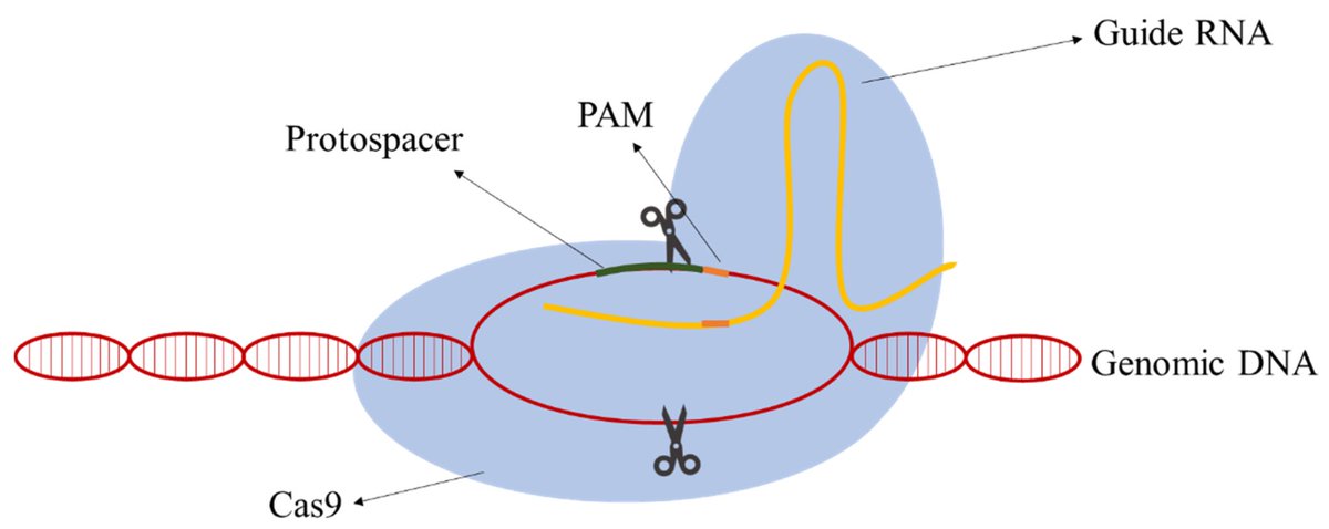 MolecularMicro3's tweet photo. CRISPR components.. https://t.co/VTaDoeoWDm