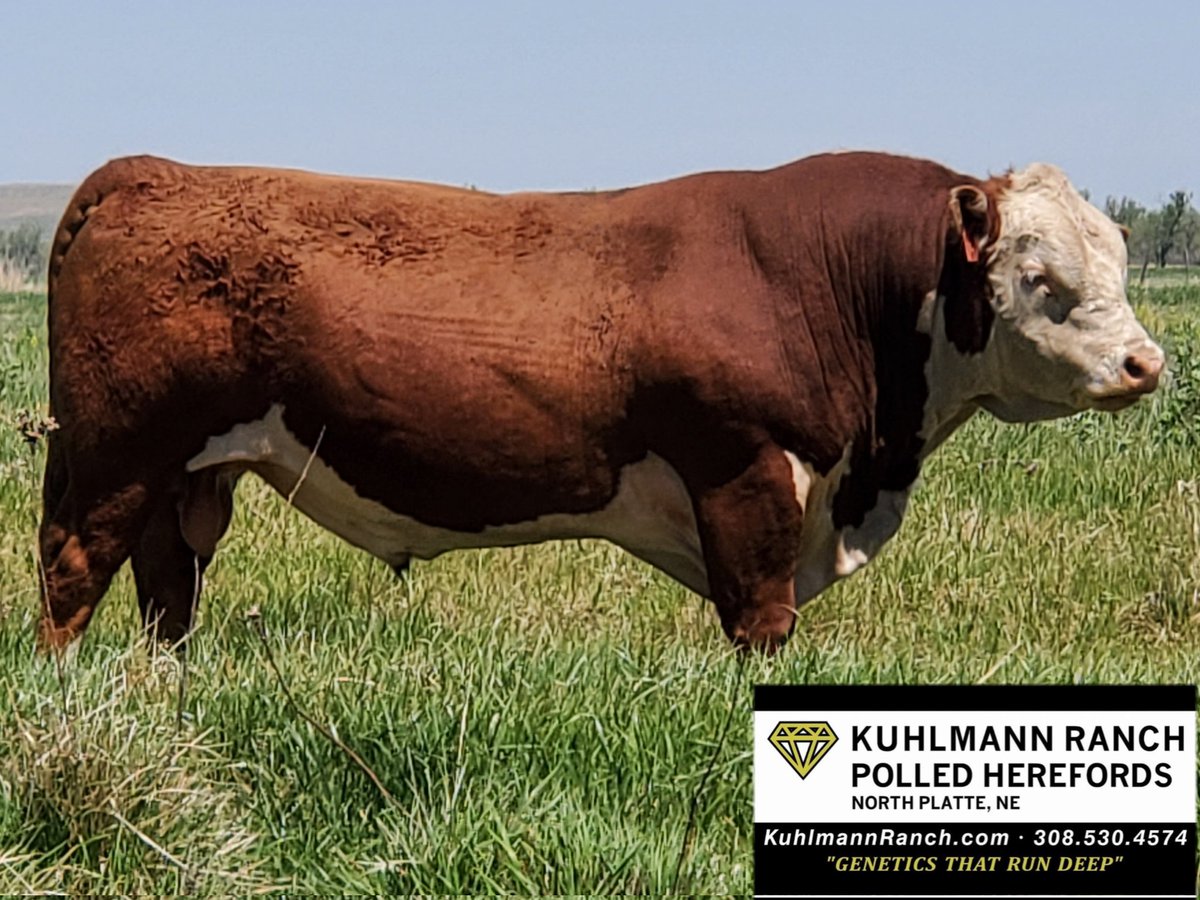 KuhlmannRanch's tweet photo. 23 is set to be a Record Year, Demand is High, Supply is Low, Prices Climbing, Levels Not Seen in a Decade. Capitalize on the Market Conditions by Incorporating Kuhlmann Ranch Genetics into Your Program. Kuhlmann Genetics can Substantially Improve your Weaning &amp; Yearling Weights. https://t.co/gnV1mttyUm