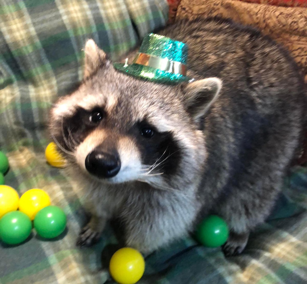 sweetraccoons's tweet image. Already excited for St. Patrick's Day