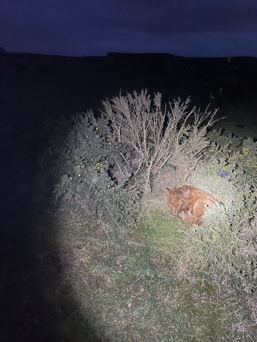 FearnFarm's tweet photo. Took a wee while to find this wee fella hiding behind a whin bush, hidden by his @LuingCattle mum, she knows what’s she’s doing 👍#nativebeef https://t.co/NxcnEmjo1l