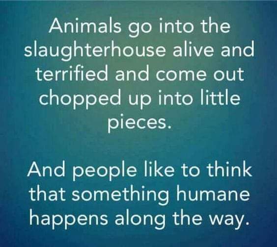 Nothing humane happens in a slaughterhouse. Shame on the human race for this.
#TryVegan #TryCompassion

#BanFactoryFarming #ItsNotFoodItsViolence