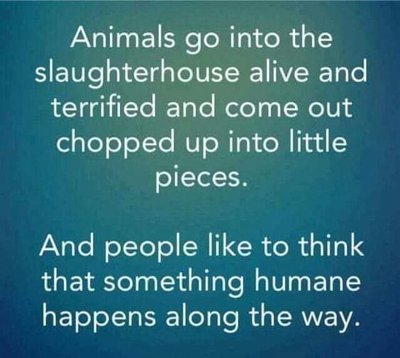 PrancerPaw's tweet photo. Nothing humane happens in a slaughterhouse. Shame on the human race for this.
#TryVegan #TryCompassion

#BanFactoryFarming #ItsNotFoodItsViolence https://t.co/JDLur81P5G