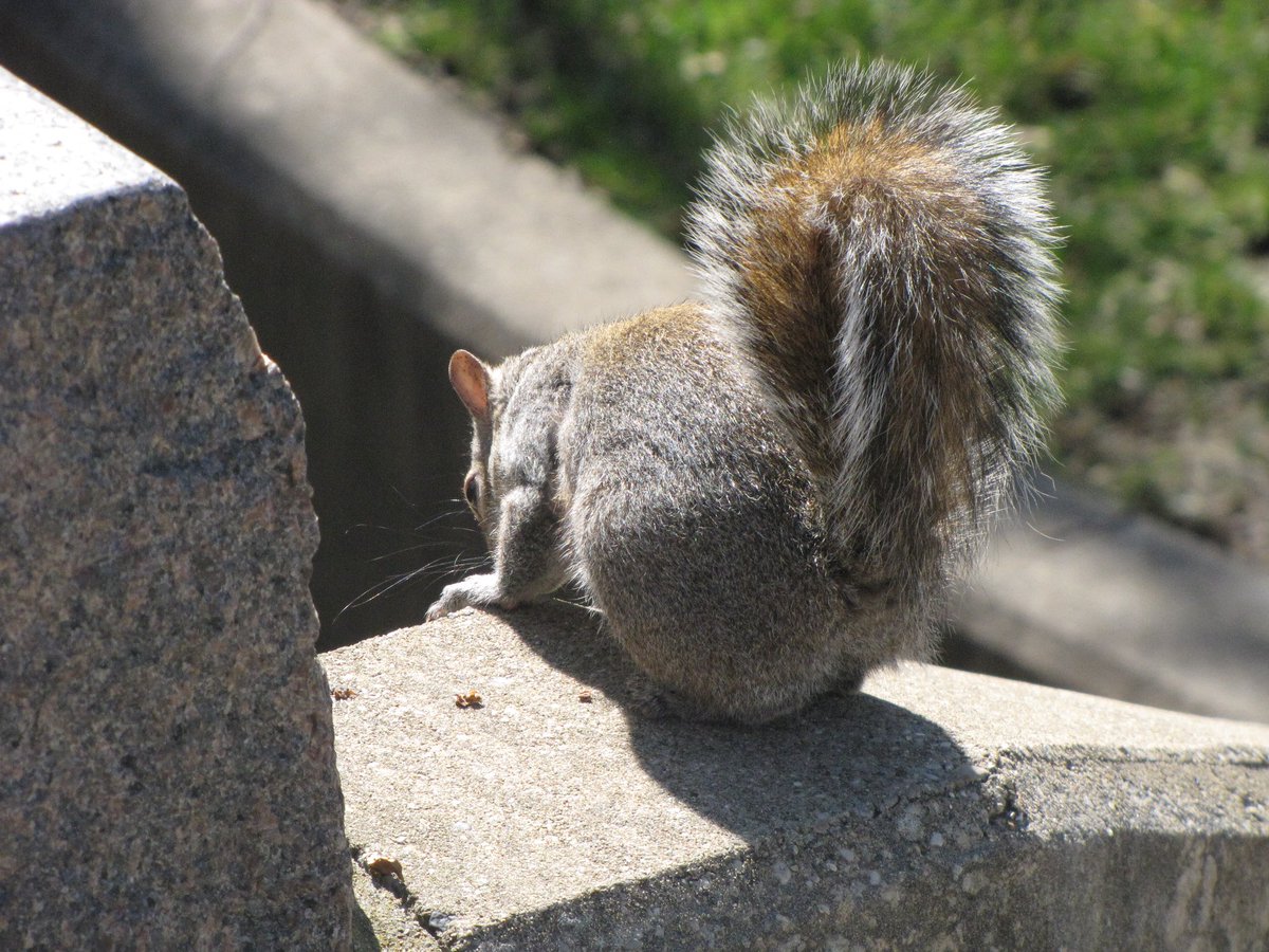MikaCronin's tweet photo. My next trip abroad is in less than 3 months, so for now these crackhead campus squirrels will have to suffice 👀📸 #squirrel #canon #photography https://t.co/0zJHSi2cKB