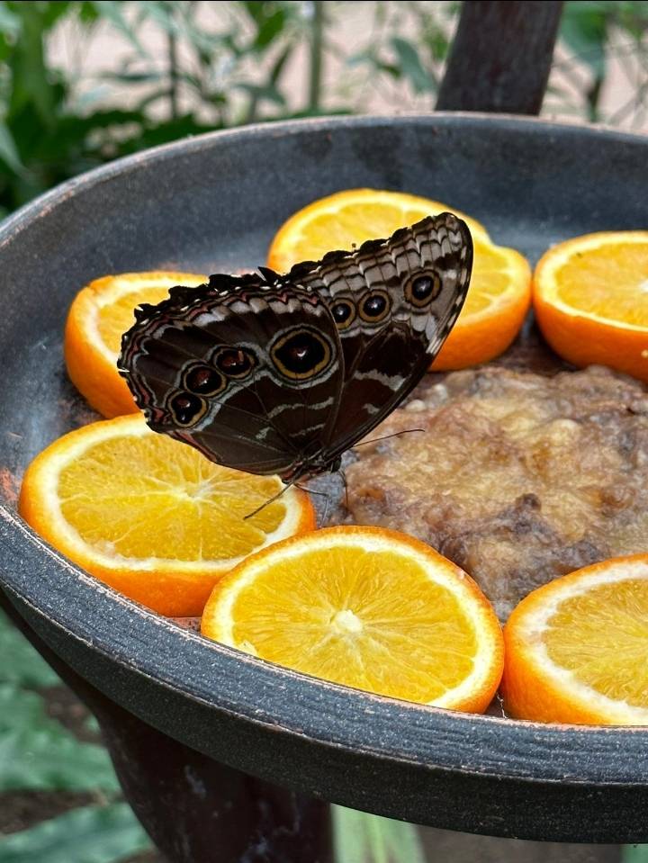 DIFEedu's tweet photo. Erasmus students - Animal Care visited Malaga Zoo and a stunning Butterfly Hotel today #ETBday #FETForAll #YourCollegeYourFuture #dife #erasmus https://t.co/NwsStvMlnY