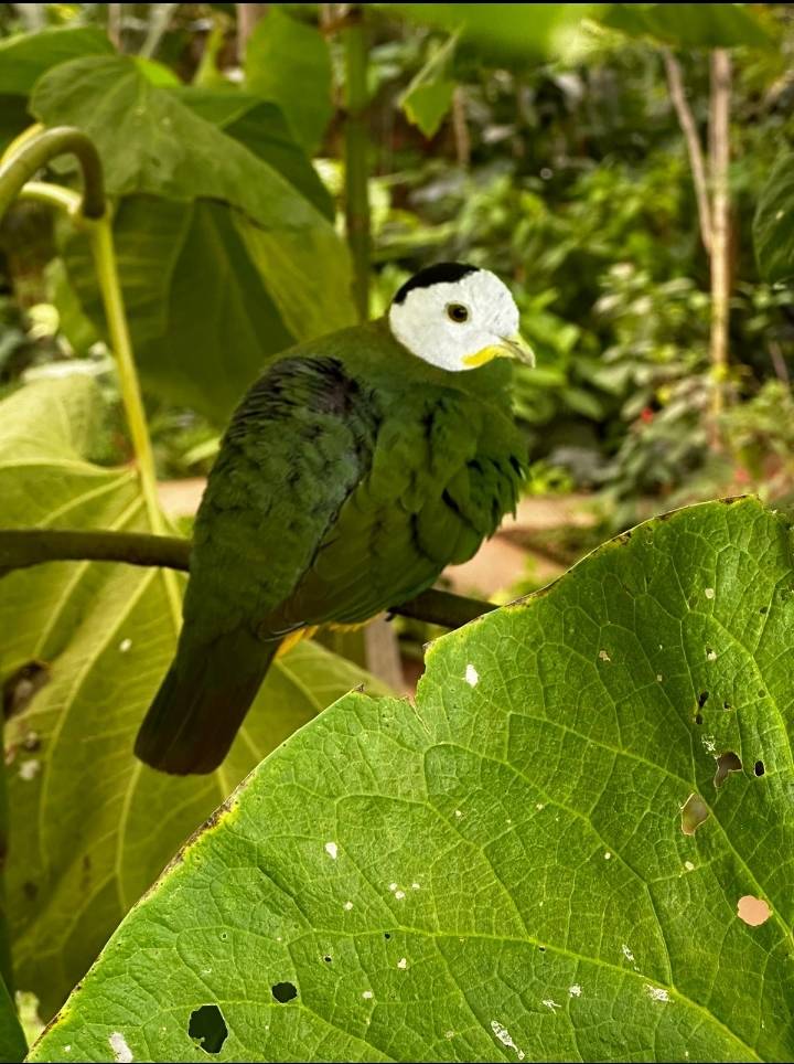 DIFEedu's tweet photo. Erasmus students - Animal Care visited Malaga Zoo and a stunning Butterfly Hotel today #ETBday #FETForAll #YourCollegeYourFuture #dife #erasmus https://t.co/NwsStvMlnY
