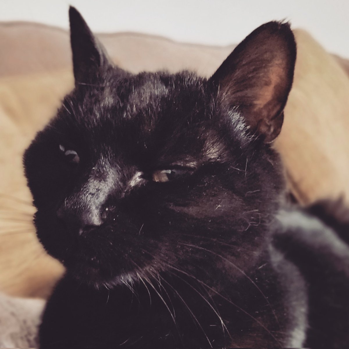 Goodbye, Boomer. We miss you already ❤️