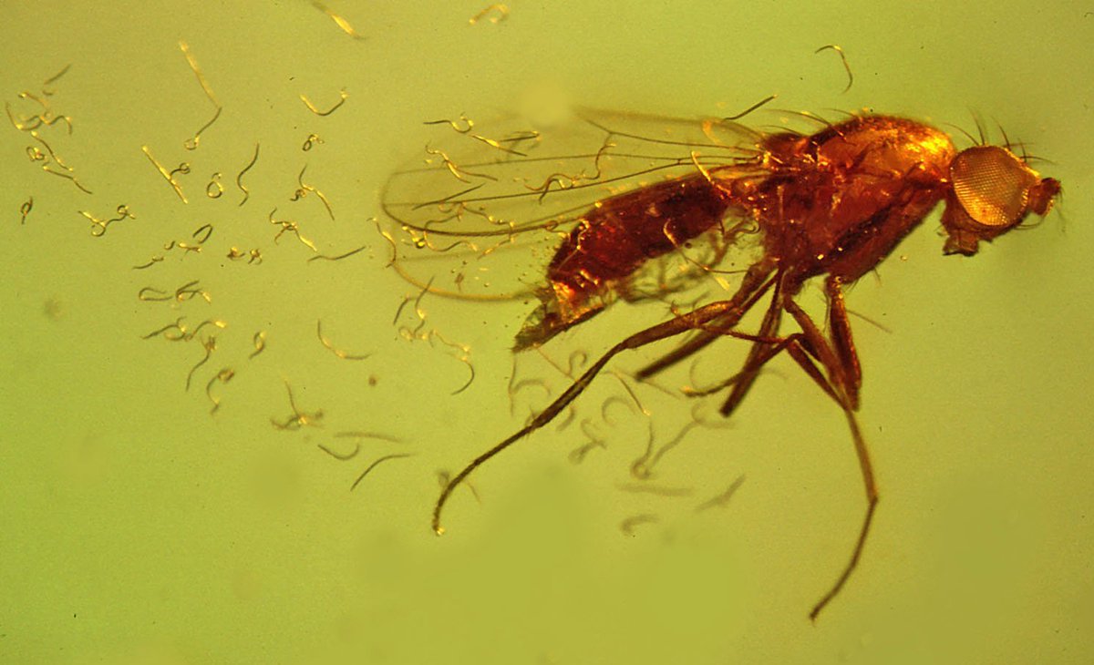 FossilBonanza's tweet photo. In some amber specimens, we can find parasitic nematodes erupting from their hosts! This creates radical displays of host-parasite interaction as seen in this inclusion. So cool!
#TotallyRadWeek #Paleontology https://t.co/s4wmPnxU7k